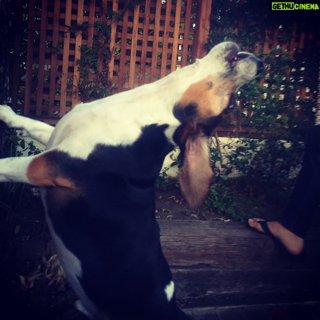 Krista Allen Instagram - Morning visit to Jack the Beagle from our rascally neighborhood Squirrel. #GoodMorning