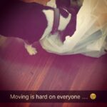 Krista Allen Instagram – #JackTheBeagle says goodbye to some toys. …. #moving #lettinggo #petsofinstagram #spoiled