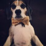 Krista Allen Instagram - Jack, The Fancy Beagle. 💕 #ShowUsYourBeagle