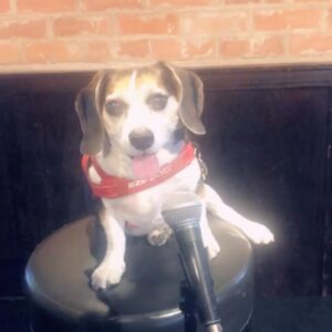 Krista Allen Instagram - Thank you, Jack!
He’s the best dog!!!!
I didn’t even know he made this video!!! 🤷🏻‍♀️
Sneaky bastard.

Sooooo, yeah ... me and @dougbasscomedy  are starting a monthly show at @thedojoofcomedy.
May 21st!!! Proceeds of the door go to a different charity each month ... because we care.
First up @humanesociety 
That’s why Jack’s so stoked!
Stay tuned ...
#newshow #standupcomedy #beagle #funny #staytuned #excited #hollywood