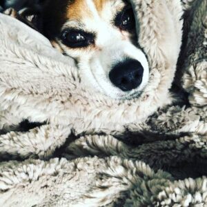 Krista Allen Instagram - Beagle update!
Vet visit #2
Both are in the brilliant care of @drjeffwerber and puggle’s leg is bruised but will be fine. Jack is getting X-rays and lots of love while me and @jakemoritt wait. We’re in good hands!
✨
✨
This is Jack the beagle from this morning all cuddled up.
Who knew as soon as I left the house, he would experience such a terrible trauma. The lady who broke into my house and fractured his neck and spine is in jail. She also kicked Jack’s best friend, Jake the Puggle and hurt his back leg. On way to to see @drjeffwerber for some laser treatments for both dogs pain. Jack is hurting really bad, send good thoughts!! ❤️❤️❤️❤️❤️❤️❤️