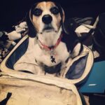 Krista Allen Instagram - No, Mister Beagle. You're staying home. ✈️