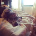 Krista Allen Instagram – Good Morning! 🎉
Lets slay this Tuesday! … as soooooon as I get out of bed.
#Woof 🤓 #tuesday #beagle #wakeup