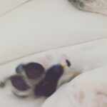 Krista Allen Instagram – Jack is super spiritual. 
#JackTheBeagle