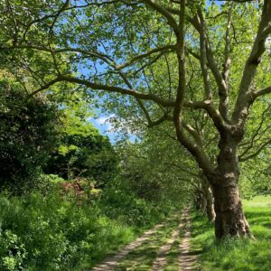 Kristin Scott Thomas Instagram - Countryside? No NW3. #london #talkingheads #filminginisolation