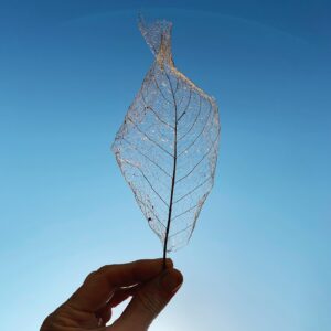 Kristin Scott Thomas Instagram - Leaf bones #looking #stayhome #restezalamaison