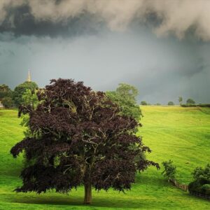 Kristin Scott Thomas Instagram - #englishweather  #gatheringstorm