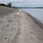 Kristin Bauer Instagram - My dogs first time on a beach, first time seeing a body or water and their first time swimming!!!! #roadtrip #pacificnorthwest @kittenxlady @iamthecatphotographer @orphankittenclub