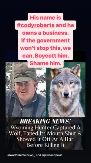 Kristin Bauer Instagram - Please don’t do business with or associate with #codyroberts of #daniel #wyoming - He tortured and then killed this wolf, who are endangered. The government only fined him $250. If the government won’t do what’s right, then it’s up to us to let this sick individual know it won’t be supported.
“All evil needs is for good men to do nothing.”
I’ll see if more is known about his business. 
If this isn’t evil, I don’t know what is.
#wolf #wolfkiller #hunting #evil