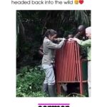 Kristin Bauer Instagram – Dr Jane Goodall and her team took a rehabilitated chimpanzee back into the wild.

Their final hug is incredible – you can tell he is thankful to her. ❤️

Credit: @janegoodallinst