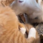 Kristin Bauer Instagram – Just another day here. So much love! #catsanddogslivingtogether #catsofinstagram #dogs #rescues #adoptdontshop #spayandneuter #savelives @kittenxlady @iamthecatphotographer @orphankittenclub