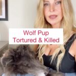 Kristin Bauer Instagram - I guess this is #Wyoming?!?! I will call and email every number provided below. The government did absolutely NOTHING. Please let them ALL know this is SICK!!! #trophy #hunters are #psychotic This man named Cody Roberts, 42 years old of town Daniel in Wyoming was investigated by a local game warden Adam Hymas and fined a measly $250 for possessing live wildlife. Cody was cited for violating Chapter 10, Importation and Possession of Live Warm-Blooded Wildlife.’ Sadly in Wyoming you can kill wolves, but you cannot be in possession of a live wolf, a law which he broke, but more importantly - he caused unnecessary suffering to the puppy for the sake of bravado and this is not being addressed by Wyoming Game and Fish Department. Roberts posed with the poor exhausted wolf pup, while cracking a beaming smile, gripping her by the scruff of the neck and raising a can of beer. The wolf, which was injured when Roberts ran it over with a snowmobile, had her mouth tightly taped shut and cowered like an abused puppy. Jeanne Ivie-Roberts, a close family member of Roberts who lives in Daniel, reenacted the strange scene with a wolf skin in the same bar, as if it was amusing. She posted photos to Facebook of herself with her mouth taped shut, just like the wolf, while holding the skin in front of her. Ivie-Roberts wrote in another post after Roberts’ antis went viral: ‘I love and support you Cody’. I am giving you the contact details for Wyoming Game and Fish Department. Please feel free to voice your concerns to the individuals named in the description below. Remember to add country code. The Green River Bar (owner Nan) 307-777-4637 Wyoming Fish and Game Communication Director Brianna Ball 307-777-4637 Wyoming Fish and Game main number: 307-777-4600 Instagram @wygameandfish Cody Robert’s Work: 307-859-8367 Governor Mark Gordon: 307-777-7434 @governormarkgordon