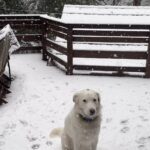 Kristin Bauer Instagram – Turns out Hobie is a snow dog!! ❄️ 🐶 Sydney likes it too but Hobie doesn’t want to come inside ever! #snow #dog #snowdog #mountains #forest #adoptdontshop @kittenxlady @iamthecatphotographer