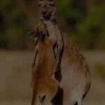 Kristin Bauer Instagram - #happymothersday 🩷❤️🧡💛💚🩶🖤💙🩵🤍🤎💞💓💗💖 Happy Mother’s Day to ALL the incredible moms out there! #MothersDay - Buona Festa della Mamma a TUTTE le incredibili mamme!#FestaDellaMamma Video credits - Animals Australia #miomojo @miomojo_italia