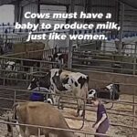 Kristin Bauer Instagram - Happy Mothers Day to all Mothers 🥰 I will call my mom and also ingest no dairy. As I treasure my mom I won’t harm someone else’s Mom. #goldenrule THIS IS ALL DAIRY. HER BABIES ARE KILLED TO SELL THE MILK, CHEESE, YOGURT, COFFEE CREAMER…. Repost @peta Mothers of all species can relate to Edie Falco, who loves her children undyingly. But mother cows in the dairy industry are separated from their babies so humans can have their milk instead.    This #MothersDay, celebrate all mothers and ditch dairy.