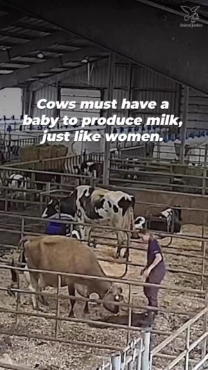 Kristin Bauer Instagram - Happy Mothers Day to all Mothers 🥰
I will call my mom and also ingest no dairy. As I treasure my mom I won’t harm someone else’s Mom. 

#goldenrule 

THIS IS ALL DAIRY. HER BABIES ARE KILLED TO SELL THE MILK, CHEESE, YOGURT, COFFEE CREAMER….

Repost @peta 
Mothers of all species can relate to Edie Falco, who loves her children undyingly. But mother cows in the dairy industry are separated from their babies so humans can have their milk instead. 
 
This #MothersDay, celebrate all mothers and ditch dairy.