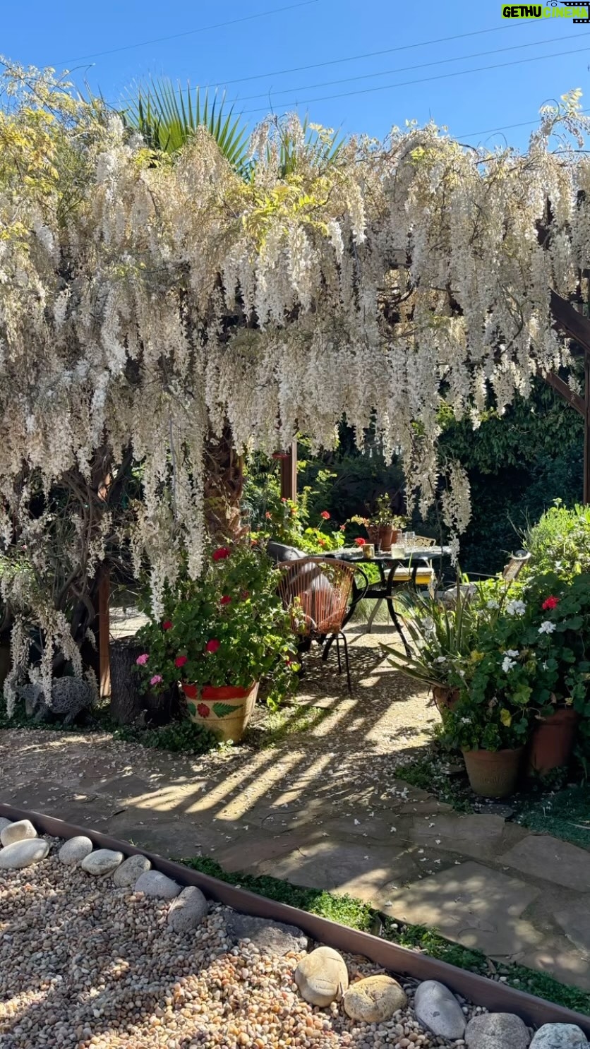 Kristin Bauer Instagram - My low water socal garden is really showing off right now! This has been a 25 year process and I think I’m getting somewhere!! #lowwater #garden #socal