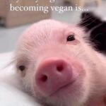 Kristin Bauer Instagram – 5th smartest animal on earth. Smarter than any pet we have. As smart as a 3 year old child. Smartest domesticated animal on earth. They know and they feel. #pig #govegan #savetheplanet 

The only regret most vegans have is not embracing this compassionate lifestyle sooner! 🩷

But the important thing is that you did it! And always remember, it’s never too late to make a positive change for a better world. 💚🌱

Do you agree? 🙏🐷

🎥 @animalsabove 
•
•
•
•
#veganism #govegan #veganfriendly #vegancommunity