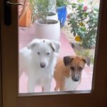Kristin Bauer Instagram - They can’t stand to be in the yard when all the action is inside! They’d been out side less then 9 mins. 🤣😂 #dogsofinstagram #dog #doglove #adoptdontshop