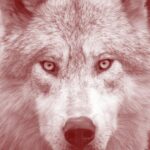 Kristin Bauer Instagram - We cannot stand by while our dogs’ ancestors are being relentlessly hunted down in horrific ways. Just last month, a hunter in Wyoming ran a young female wolf down with a snowmobile, tortured and taunted her, and ultimately killed her behind a bar. His penalty? A $250 fine. Join us & @kristinbauer in raising your voice. Take action for wolves today at RelistWolves.Org and follow @relistwolvescampaign for updates on opportunities to continue advocating for the Gray Wolf.