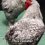 Kristin Bauer Instagram - I wonder, would we all also risk our lives to save a Friend? Food for thought and maybe thought about who is food.🤷‍♀️ @waynehhsiung 🚀💡A brave rooster saving his friend leads to a groundbreaking discovery: they possess self-awareness! #chicken #chickenlover #endspecism #veganfortheanimals #veganfortheplanet #veganforanimals