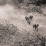 Kristin Bauer Instagram – Are Africa’s last free-roaming elephants destined to be ghosts? Spectral beings roaming an Earth scarred by our desires, surviving on the fringes of our world as a regret. The ghost elephants challenge us, they beckon across an existential divide with a silent trumpeting in the language of trees. They ask us to look beyond what is seen, to feel the pulse of wildness that still beats beneath the concrete and steel of our creations.

Vanishing; the ghost elephants are fading whispers in the wilds of our imagination, their ivory spectres a pale reflection against the canvas of modernity. Walking silently, their colossal forms shrouded in the dust of memory charge loudly into a global consciousness struggling to remember their majesty. The ghost elephants tread an eternal path through this twilight of existence. Ethereal; when they return, there will be thunder.

Lost in an era of progress, they seek solace in deep, forgotten forests. Along with the last people seeking freedom, they dwindle in our indifference and disconnection. Their footprints are everywhere, but they remain unseen. Their footfalls, as soft as whispers, are echoes of Earth’s ancient heartbeat. The ghost elephants are memories of the world as it once was; pure and untroubled, wild and unbridled.

As we ponder their fate, we must ask ourselves if the future of all wildlife is to follow these ghosts into obscurity; hidden from sight, there but unseen, phantoms in darkness. They have the power to create and to destroy; the architects of landscapes; the shapers of ecosystems. Wielding the power to topple trees and excavate rivers, their all-powerful trunks have the tenderness of a mother’s touch caressing the fragility of life.

There is a war raging, a battle for their survival, perhaps for the very soul of the Earth. This isn’t just a fight against extinction. It’s a struggle for human nature, for existence as we know it. We face the choice between a world where wild spirits roam free or one where they are but ghosts, haunting the edges of human consciousness, forever a reminder of what was and what could be again. A haunting in the collective memory of humanity.

Photo: @dugmore_or_less_wildphoto
