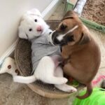 Kristin Bauer Instagram – These two #siblings! Brother and sister and best freinds for life. All day every day I’m so grateful I was able to adopt them together from @kittenxlady and @iamthecatphotographer 🙏🙏💞💞. Some feel siblings can be an issue, but I talked to @lak9s and she assured me she’d help me raise them right and im so thankful for her dog expertise!! They are absolutely easy wonderful companions for each other and for me! #grateful #siblinglove❤️ #adoptdontshop #littermates #dogsofinstagram #muttsofinstagram