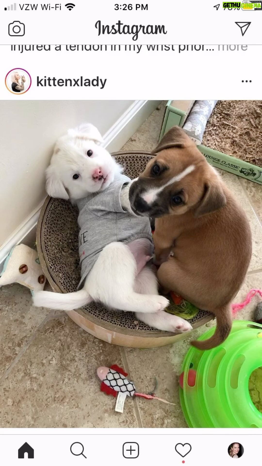 Kristin Bauer Instagram - These two #siblings! Brother and sister and best freinds for life. All day every day I’m so grateful I was able to adopt them together from @kittenxlady and @iamthecatphotographer 🙏🙏💞💞. Some feel siblings can be an issue, but I talked to @lak9s and she assured me she’d help me raise them right and im so thankful for her dog expertise!! They are absolutely easy wonderful companions for each other and for me! #grateful #siblinglove❤️ #adoptdontshop #littermates #dogsofinstagram #muttsofinstagram