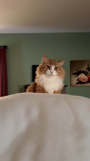 Kristin Bauer Instagram - ⏰ #timetogetup #cats #smizing #adoptdontshop #feedme