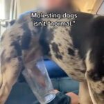 Kristin Bauer Instagram - Sorry don’t know how to do a trigger warning with a repost. I’m reposting hoping to save lives. 🤷‍♀️ Hey, I used to buy designer dogs too. I didn’t know. 😢 we have to help each other be better humans to other humans and to nature. It’s how we grow. Social media can be a good tool for this. All these fashionable big headed designer dog breeds like #frenchbulldog #pugs #mastiff …can not give birth naturally. Every single litter is a dangerous C section for the moms because the dogs have been designed to have huge heads and pushed in faces. She’s cut open every single time. The pushed in faces and all the skin folds causes massive health issues - 100% for looks. 😔 Ever think about how this all happens? 😔 The breeders are in business. It’s a business! Living beings as products. There are better and worse breeders but it’s still a business. Is it like better and worse slave owners? Sure it was better when slaves were treated better, and educated and allowed to stay together in families…it’s all still part of a business exploiting living sentient beings. Still not an ideology I can support. If that analogy pisses you off…why? “Dogs are not humans! ….how dare you compare them to humans!!! Humans are superior to dogs and deserve more rights!” Ok…how many more rights? Just some or none or all? Dogs (and cats) have the intelligence of a 3 year old. They think. They feel. They have nerve endings. They want to live. 🤷‍♀️ if it pisses you off…why? Tell me why below. Animals do not have to be a pure blood to be love able. They are not products. They are living feeling sentient beings. Also for every dog NOT adopted, millions, who are like my beloved kids, die. All because they are not pure blood? 😢 That’s my ideology. I can love them no matter what their DNA. I’m a mutt too. #adoptdontshop @peta You won’t want to watch how breeding dogs is actually sexual abuse, but you need to. #WestminsterDogShow
