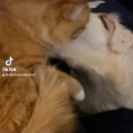 Kristin Bauer Instagram - Yup. I started a @tiktok just to post videos of my dog chewing on my cat. There is no defense as when I see this (all day every day) I’m a puddle every time. This new TikTok feed: SammyLovesHobart will be free of all seriousness - 100% sentient marshmallow and an orphaned cat. 🐈 🐶💕 #catsanddogs #catsanddogslivingtogether #adoptdontshop #cat #dogsofinstagram #orangecat #gingercat Hobie was adopted from @kittenxlady @orphankittenclub @iamthecatphotographer (Sammy and his brother was found and bottle fed by a sweet lady in LA)