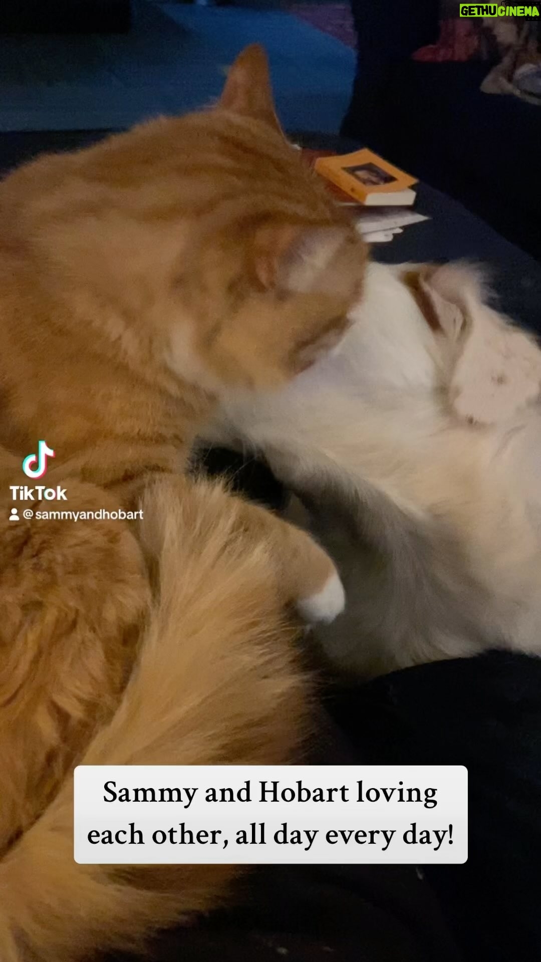 Kristin Bauer Instagram - Yup. I started a @tiktok just to post videos of my dog chewing on my cat. There is no defense as when I see this (all day every day) Iβm a puddle every time. This new TikTok feed: SammyLovesHobart will be free of all seriousness - 100% sentient marshmallow and an orphaned cat. π πΆπ #catsanddogs #catsanddogslivingtogether #adoptdontshop #cat #dogsofinstagram #orangecat #gingercat Hobie was adopted from @kittenxlady @orphankittenclub @iamthecatphotographer (Sammy and his brother was found and bottle fed by a sweet lady in LA)