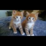 Kristin Bauer Instagram - My babies are 7!!!! 😩😻😻 My lord I love them! All this love from a flyer outside Trader Joe’s of two kittens found in someone’s garage. Thank God for rescuers and bottle feeders and fosters who saved my kids! #adoptdontshop #cats #kittens #brothers #siblings #gingercat #love