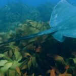 Kristin Bauer Instagram - Are you ready to dive in with our “A Sea of Hope” series? Explore Aotearoa (New Zealand) where local advocates and Indigenous leaders allow the ocean’s voice to speak through them in our latest episode– streaming now on YouTube! Through these changemakers’ deep connections with the waters they call home, they lead the way toward restoring the region’s ecosystems. Diving into New Zealand’s depths, we discover that what was once a thriving, bountiful underwater metropolis has become a desolate and empty landscape devoid of activity. Overfishing eliminated key ecosystem contributors within the region’s kelp forests, and in our interconnected natural world, dramatic change rippled well beyond the impacted marine species. In a country whose territory is 93% ocean, only 0.38% of its regional waters fall within a protected area. But in those sparse safe havens, an amazing contrast appears. Lush kelp flows with the currents, and life abounds among the rich algae ecosystem. Visit the link in our bio and discover the power marine protections can possess for the health of our ocean’s ecosystems. Video by @paulnicklen @mitty @andy_mann @youngoceanexplorers @rileyhath #ocean #nature #stingray #aseaofhope #newzealand