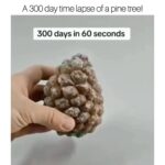 Kristin Bauer Instagram – #nature is incredible. Until my dying day I’ll be pointing that out and how we can treat it as such. 🌲💚
I like trees so I try not to cut them down, as much as possible. 
#meat is the number one cause of Forrest’s being destroyed. #deforestation 

@howeverythingworks 
A 300 day time lapse of a pine tree! 🌲 🤯

#pinetree #wow #viral #explore