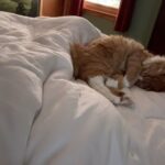 Kristin Bauer Instagram - Soooooo much love 💕 here. Every morning this is the routine. I love them more than is comfortable. #cat #gingercats #truelove #adoptdontshop #siblings