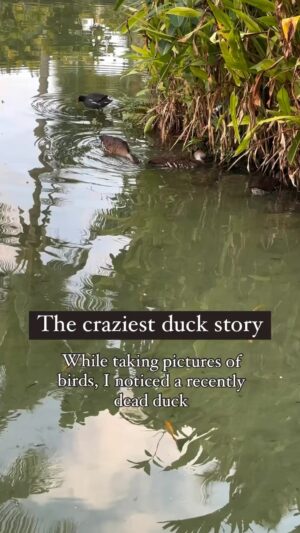 Kristin Bauer Instagram - Why I don’t eat or wear duck, or any other animal. They have lives. If I want to be healthy happy and free - I then must wish that others too. (This wasn’t me. I reposted it but the app didn’t tag her 😡)

#saveducks #ducks