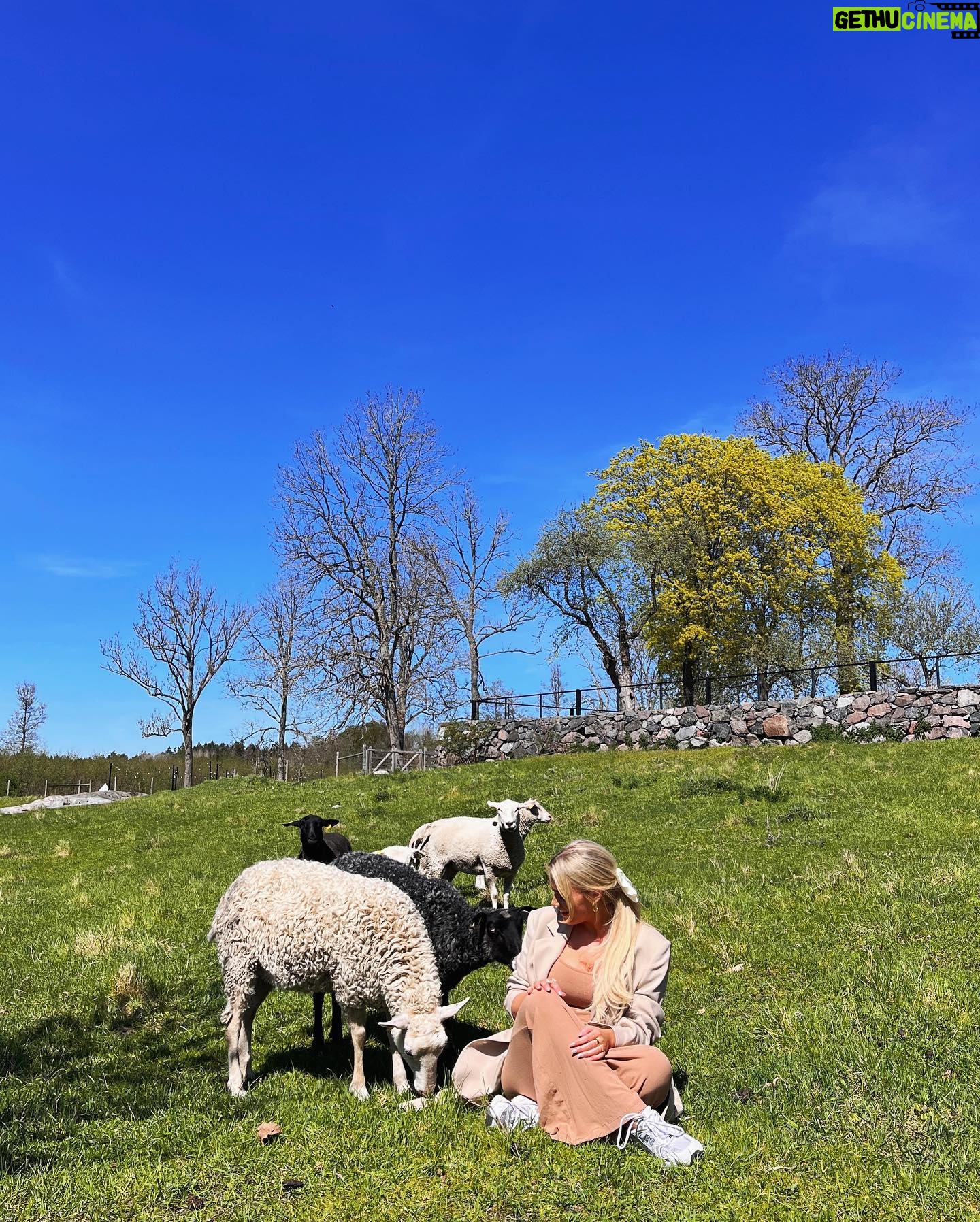 Kristina Petrushina Instagram - Får får får? 🐑 (och det är nu ni ska svara)