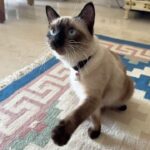Kubbra Sait Instagram - #Cat 🐈‍⬛ #Tuesday #Movitation (Cheee Motivation!) but is there a cooler video of @sexyy.sait on the internet? I DO NOT think so! 💋 💭 Let’s go! I need to come back with a joke… I’m missing it Hoooomans! 🤩 #Siamese #Cat #Love #Happiness #Joy #EachDay #Live #India #Satisfying #Kubbrasait #SexyySait @sexyy.sait