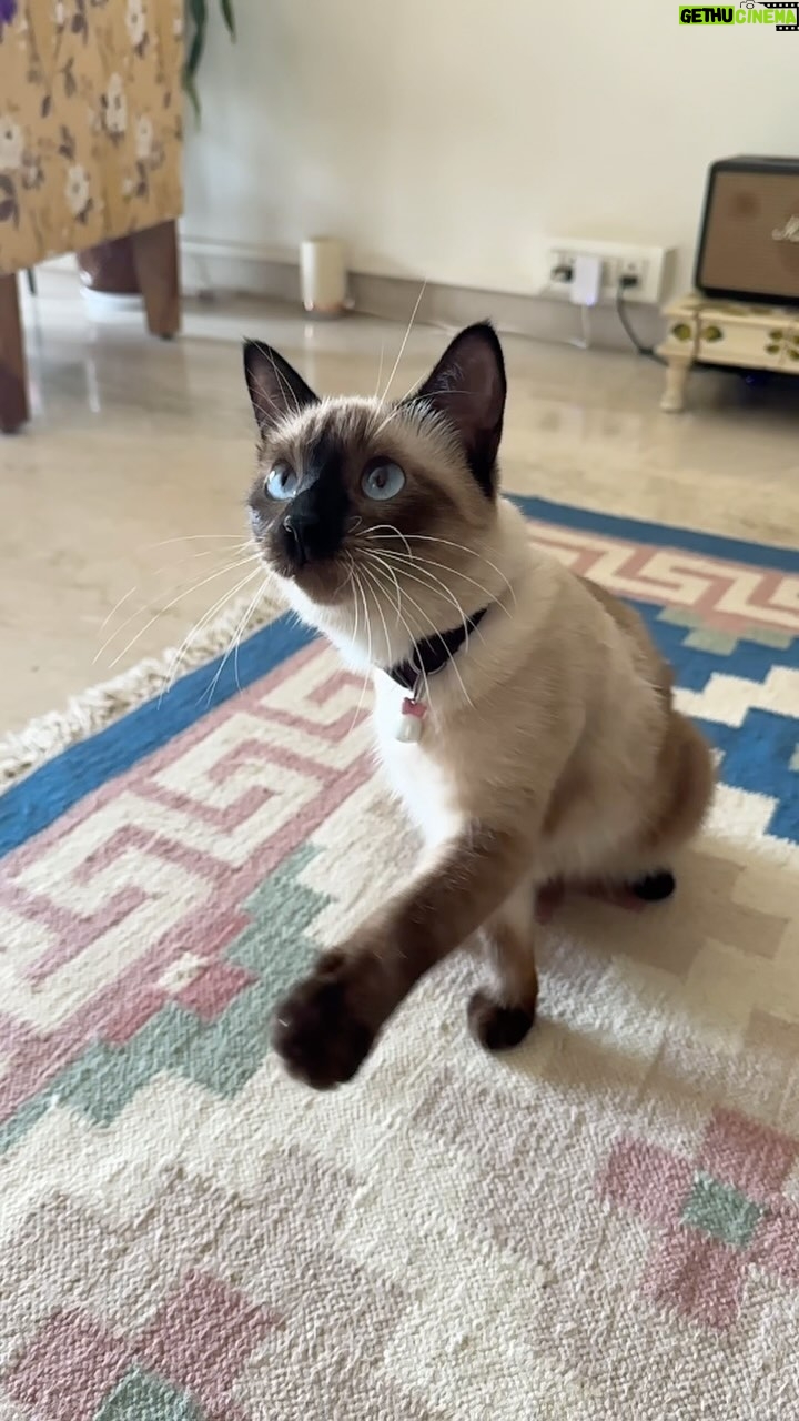 Kubbra Sait Instagram - #Cat 🐈⬛ #Tuesday #Movitation (Cheee Motivation!) but is there a cooler video of @sexyy.sait on the internet? I DO NOT think so! 💋 💭 Let’s go! I need to come back with a joke… I’m missing it Hoooomans! 🤩 #Siamese #Cat #Love #Happiness #Joy #EachDay #Live #India #Satisfying #Kubbrasait #SexyySait @sexyy.sait
