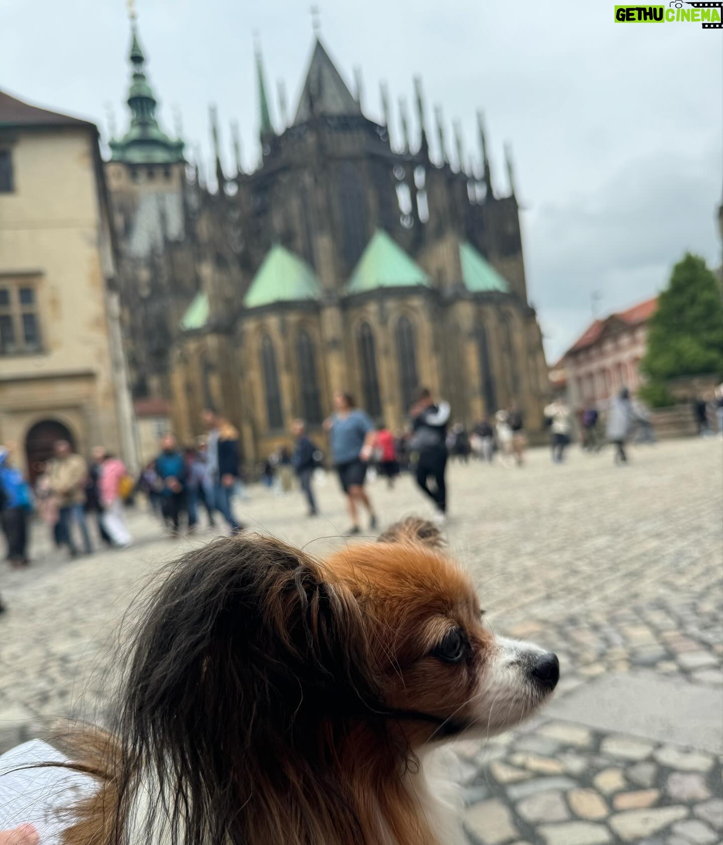 Kveta Horváthová - 3 Likes - Pár dní v Prahe… Aj s malou cestovateľkou Fany 🐶, ktorá bola opäť hviezdou pre domácich i turistov 😄
#vylet #praha #vprazejeblaze #pamiatky #zazitky #oddych