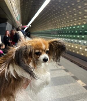 Kveta Horváthová Instagram - Pár dní v Prahe… Aj s malou cestovateľkou Fany 🐶, ktorá bola opäť hviezdou pre domácich i turistov 😄

#vylet #praha #vprazejeblaze #pamiatky #zazitky #oddych