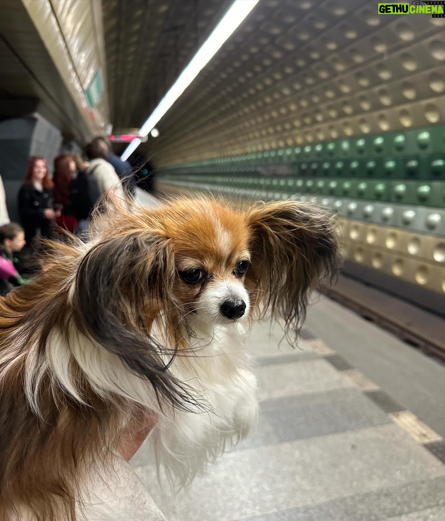 Kveta Horváthová - 3 Likes - Pár dní v Prahe… Aj s malou cestovateľkou Fany 🐶, ktorá bola opäť hviezdou pre domácich i turistov 😄
#vylet #praha #vprazejeblaze #pamiatky #zazitky #oddych