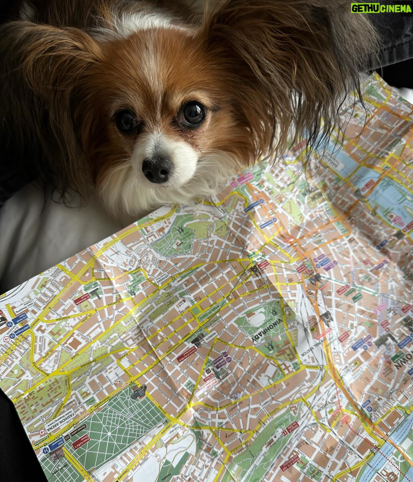 Kveta Horváthová - 3 Likes - Pár dní v Prahe… Aj s malou cestovateľkou Fany 🐶, ktorá bola opäť hviezdou pre domácich i turistov 😄
#vylet #praha #vprazejeblaze #pamiatky #zazitky #oddych