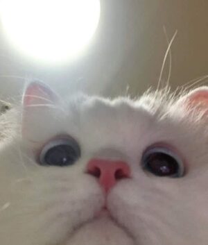 Kyla Kenedy Instagram - accidentally opens up front camera
