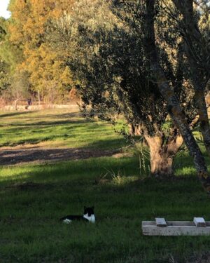 Laçin Ceylan Instagram - tatlı dert bunlar ama dert #kedi 
#cat #cats #catlover 
#catsofinstagram #green 
#nature #doğa 
#nature #tree 
#olive