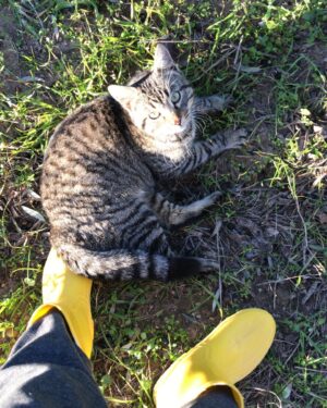 Laçin Ceylan Instagram - tatlı dert bunlar ama dert #kedi 
#cat #cats #catlover 
#catsofinstagram #green 
#nature #doğa 
#nature #tree 
#olive