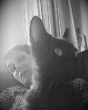 Laçin Ceylan Instagram - 9 yılı var ... #tbt 
#cat #catsofinstagram