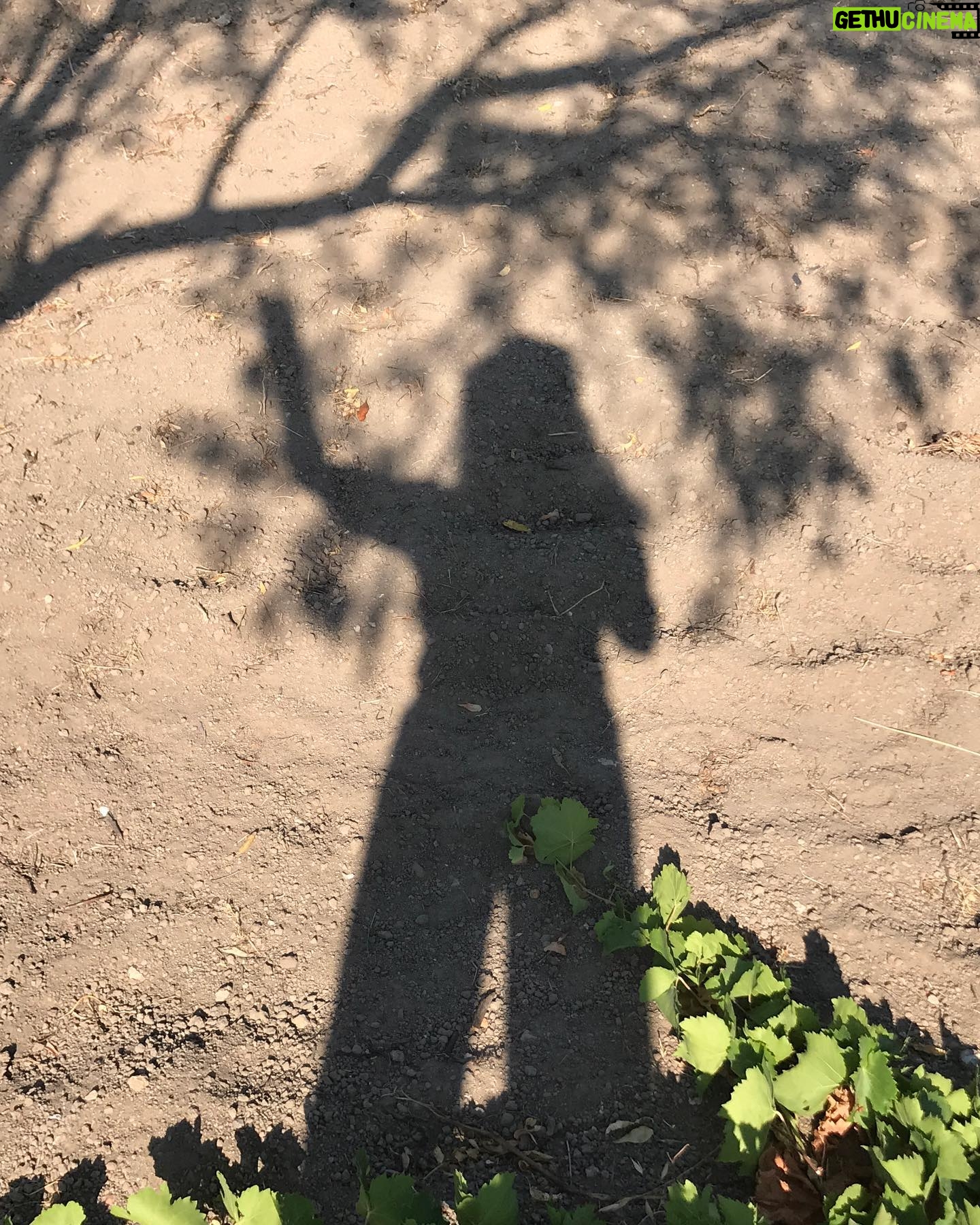 Laçin Ceylan - 3 Likes - aman da sabahın ilk gölgeleri 🍇
doğanın yanında biz neyiz ki 🍃 ancak terminatör ... kök kurutmada dibini kazımada üstümüze yok... o da beni kazımış görüntüde... tek gerçek; yeşildir ve dünyayı kaplayan toprak
#nature
#green
#earth
#shadow
#goodmorning