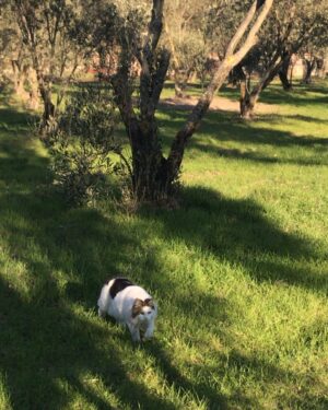 Laçin Ceylan Instagram - tatlı dert bunlar ama dert #kedi 
#cat #cats #catlover 
#catsofinstagram #green 
#nature #doğa 
#nature #tree 
#olive